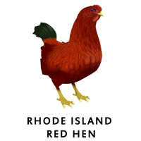 Rhode Island Red Hen