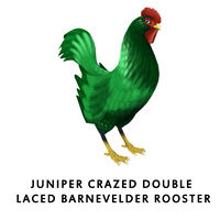 Juniper Crazed Double Laced Barnevelder Rooster