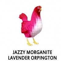 Jazzy Morganite Lavender Orpington Hen