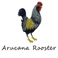 Arucana Rooster