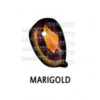 Marigold