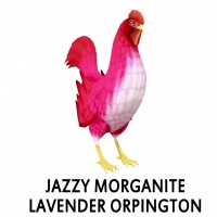 Jazzy Morganite Lavender Orpington Rooster