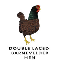 Double Laced Barnevelder Hen