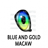 Blue & Gold Macaw