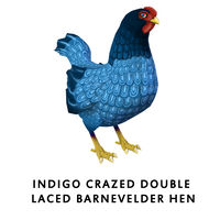 Indigo Crazed Double Laced Barnevelder Hen