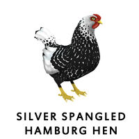 Silver Spangled Hamburg Hen