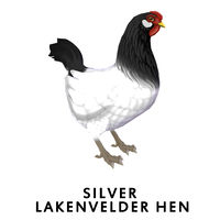 Silver Lakenvelder Hen