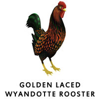 Golden Laced Wyandotte Rooster