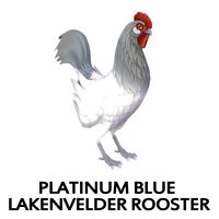 Platinum Blue Lakenvelder Rooster