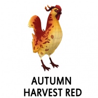 2018 Limited Edition – Autumn Harvest Red Rooster