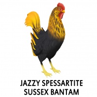 Jazzy Spessartite Sussex Bantam Rooster