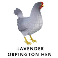 Lavender Orpington Hen