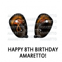 Happy 8th Birthday Amaretto!