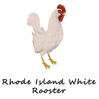 Rhode Island White Rooster