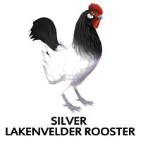 Silver Lakenvelder Rooster