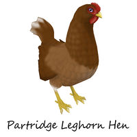 Partridge Leghorn Hen