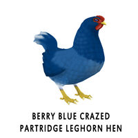 Berry Blue Crazed Partridge Leghorn Hen