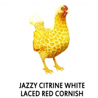 Jazzy Citrine White Laced Red Cornish Hen