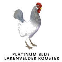 Platinum Blue Lakenvelder Rooster