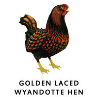 Golden Laced Wyandotte Hen