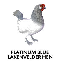 Platinum Blue Lakenvelder Hen