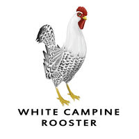 White Campine Rooster