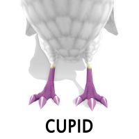 Cupid