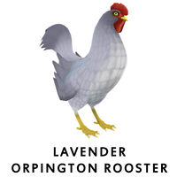 Lavender Orpington Rooster