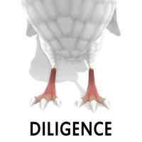 Diligence