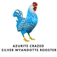 Azurite Crazed Silver Wyandotte Rooster