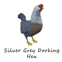 Silver Grey Dorking Hen