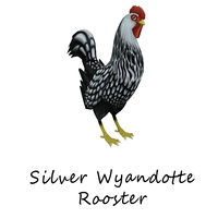 Silver Wyandotte Rooster