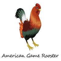 American Game Rooster