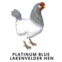 Platinum Blue Lakenvelder Hen