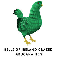 Bells of Ireland Crazed Arucana Hen