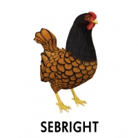 Sebright Hen