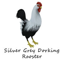 Silver Grey Dorking Rooster