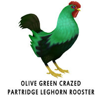 Olive Green Crazed Partridge Leghorn Rooster