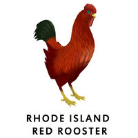 Rhode Island Red Rooster