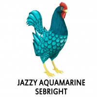 Jazzy - Aquamarine Sebright Rooster