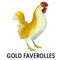 Gold Faverolles Rooster