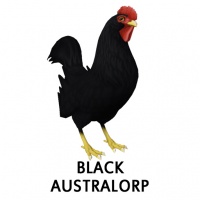 Black Australorp Rooster