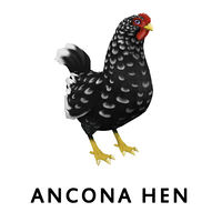 Ancona Hen