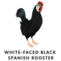 White Faced Black Spanish Rooster