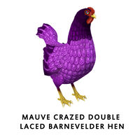 Mauve Crazed Double Laced Barnevelder Hen