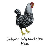 Silver Wyandotte Hen