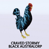 Craved Stormy Black Australorp