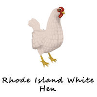 Rhode Island White Hen