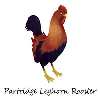 Partridge Leghorn Rooster