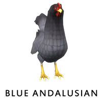 Blue Andalusian Hen